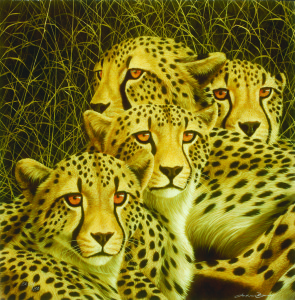 Andrew Bone cheetah