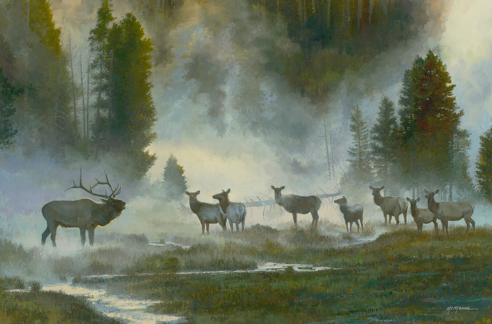 A large male moose and a group of female moose stand on a foggy riverbank surrounded by pine trees