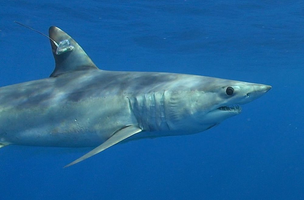 Guy Harvey Park West Gallery mako shark