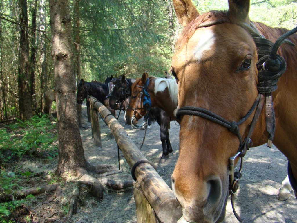 Horseback ride through the Chilkoot Trail