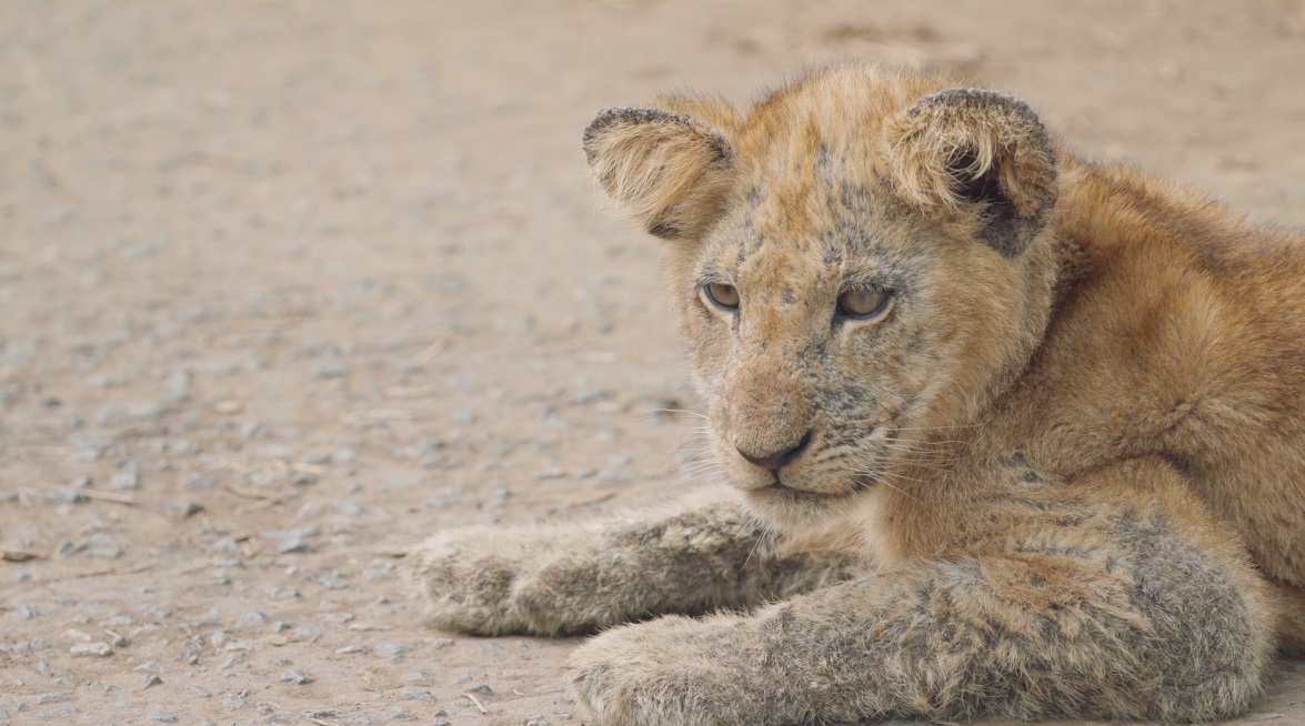 One of the lions the film crew encountered during their travels with Andrew Bone.