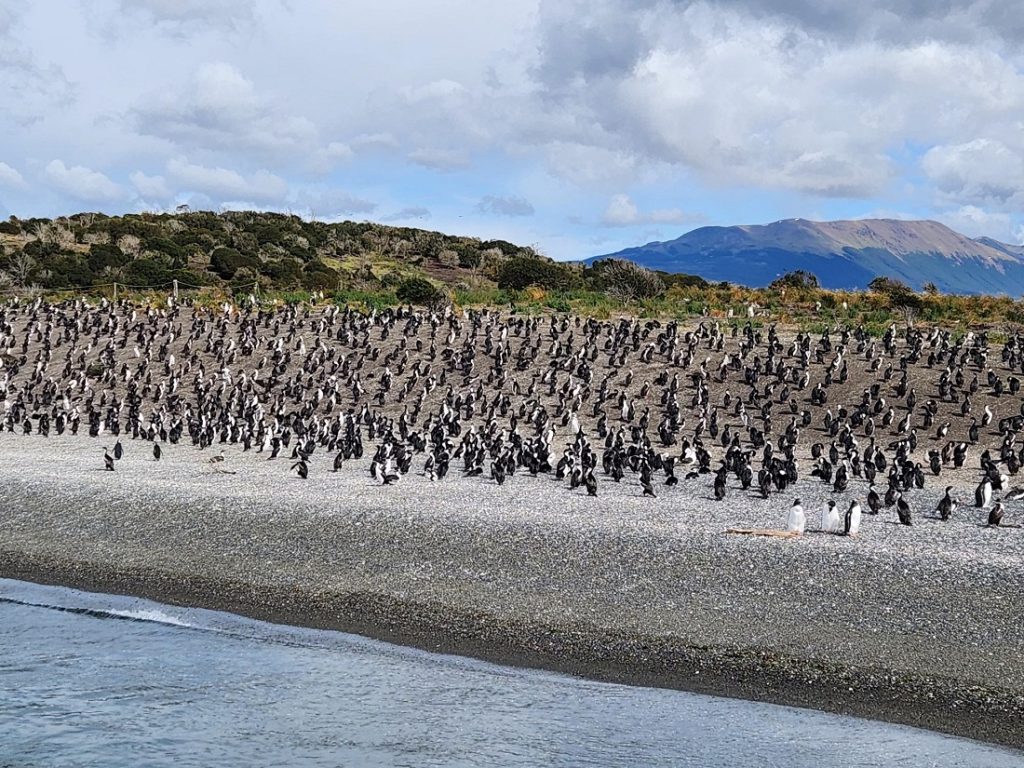 Interested in penguins? We know where you can find some.