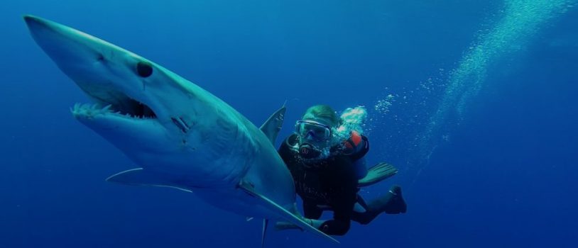 Park West Sponsors Mako Shark with Guy Harvey